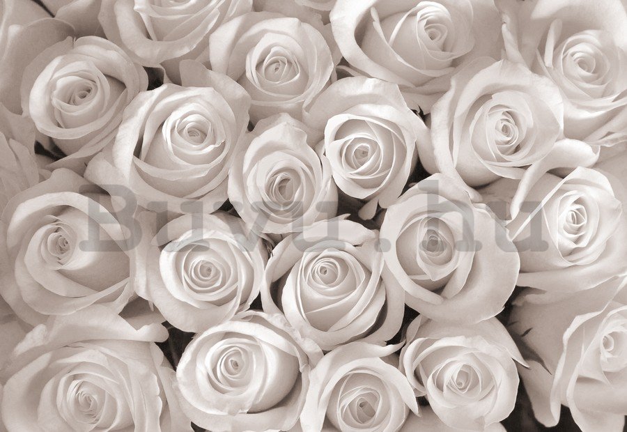Vlies fotótapéta: Fehér rózsa - 254x368 cm