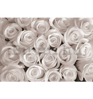 Vlies fotótapéta: Fehér rózsa - 254x368 cm