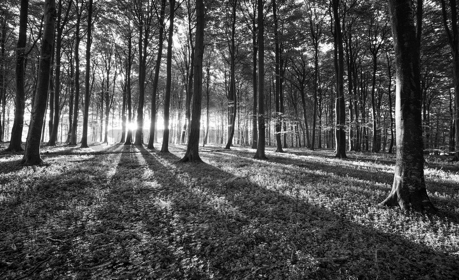 Vlies fotótapéta: Fekete-fehér erdő (1) - 254x368 cm