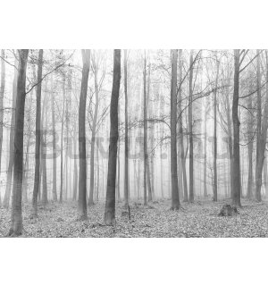 Fotótapéta: Ködbe borult erdő (2) - 184x254 cm