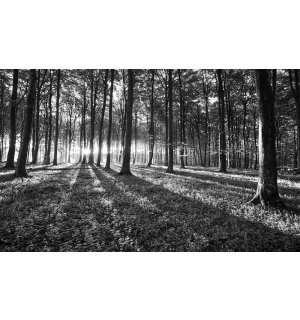 Fotótapéta: Fekete-fehér erdő (1) - 254x368 cm