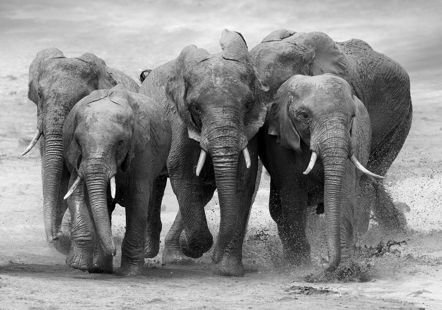 Fotótapéta: Elefántok - 254x368 cm
