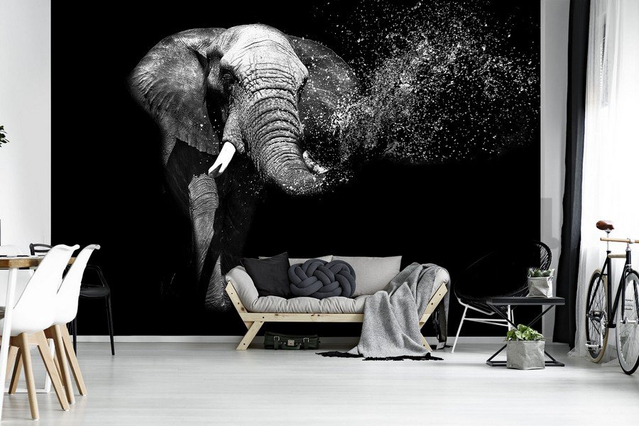 Fotótapéta: Fekete-fehér elefánt - 254x368 cm