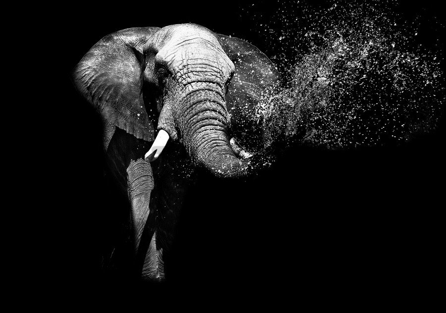 Fotótapéta: Fekete-fehér elefánt - 254x368 cm