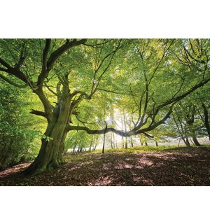 Fotótapéta: Napfény az erdőben (5) - 254x368 cm