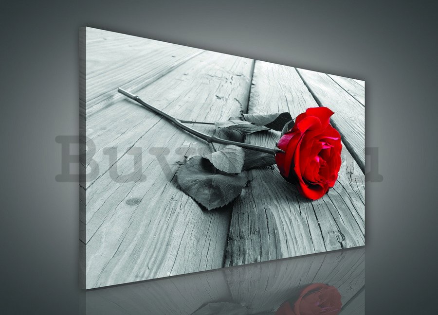 Vászonkép: Piros rózsa - 75x100 cm