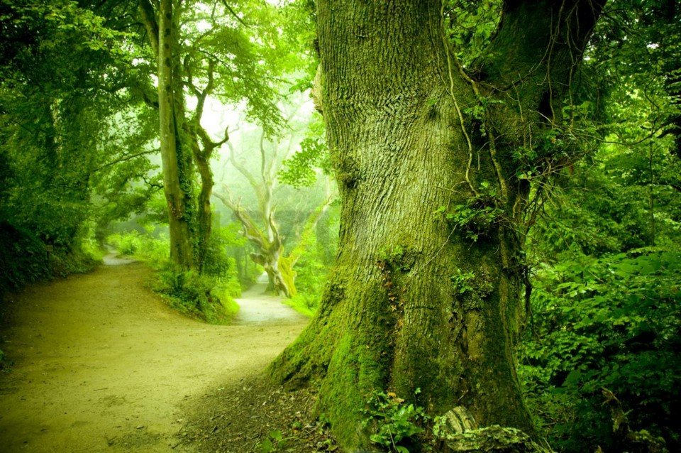 Vlies fotótapéta: Varázslatos erdő - 254x368 cm