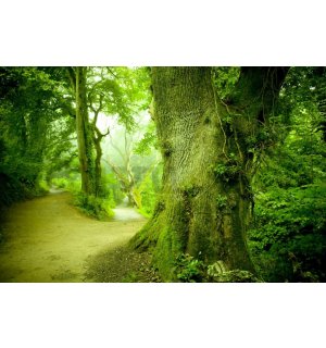 Vlies fotótapéta: Varázslatos erdő - 254x368 cm