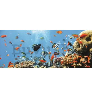 Fotótapéta: Korallzátony - 104x250 cm