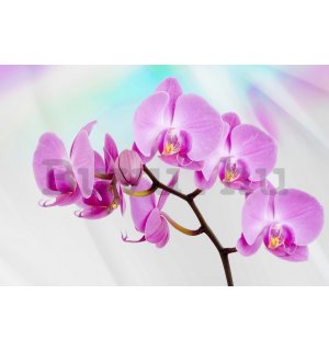 Vlies fotótapéta: Lila orchideák - 184x254 cm