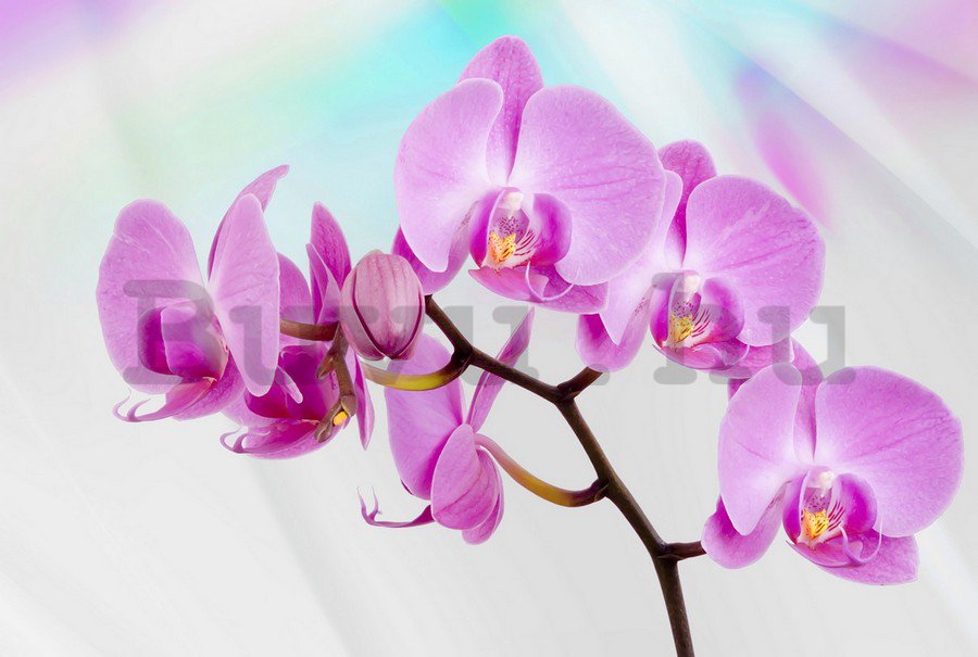 Vlies fotótapéta: Lila orchideák - 254x368 cm