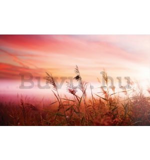Vlies fotótapéta: Rét (naplemente) - 184x254 cm
