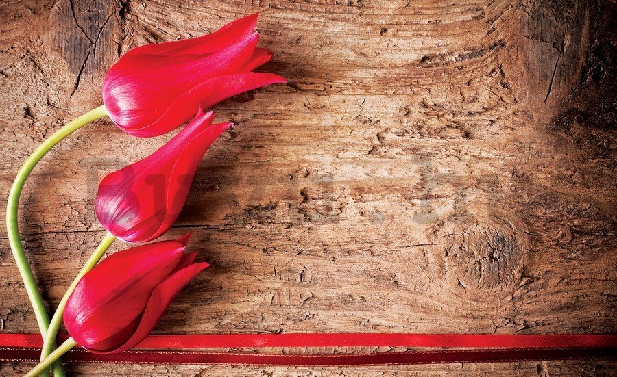 Vlies fotótapéta: Piros tulipánok (2) - 184x254 cm