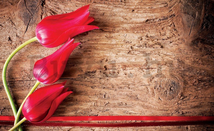 Vlies fotótapéta: Piros tulipánok (2) - 254x368 cm