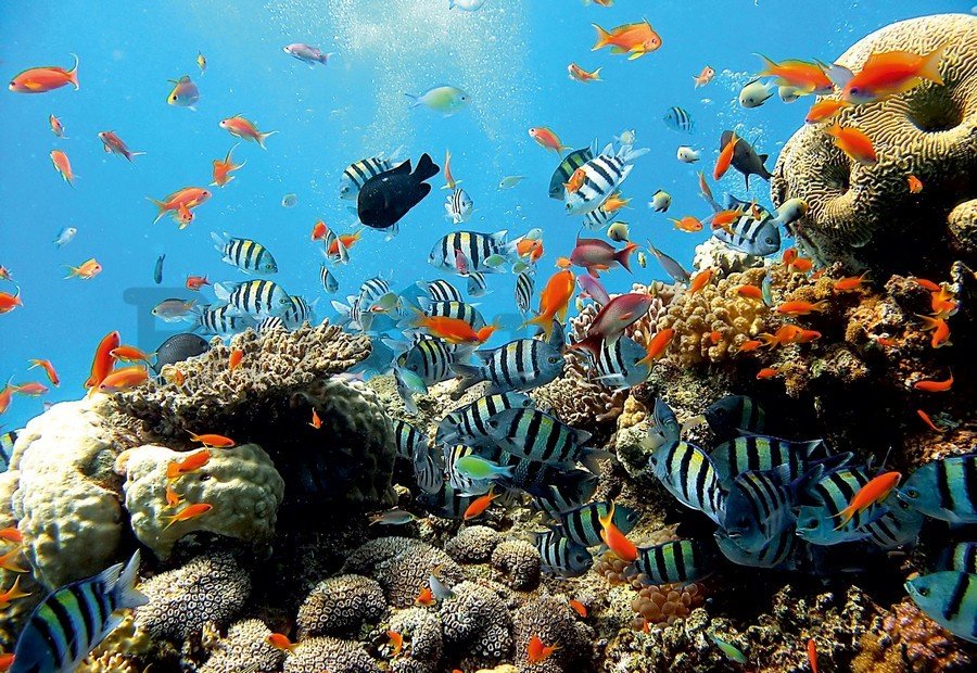 Vlies fotótapéta: Korallzátony - 184x254 cm