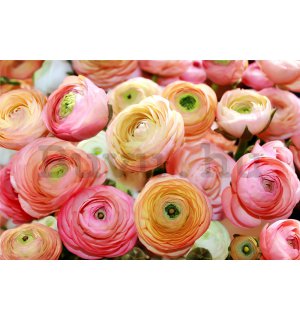 Fotótapéta: Narancssárga és rózsaszín rózsák - 254x368 cm