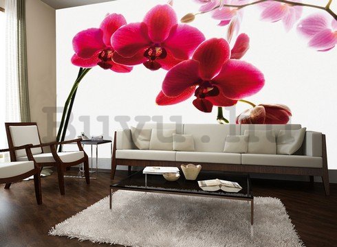 Fotótapéta: Piros orchidea - 232x315 cm