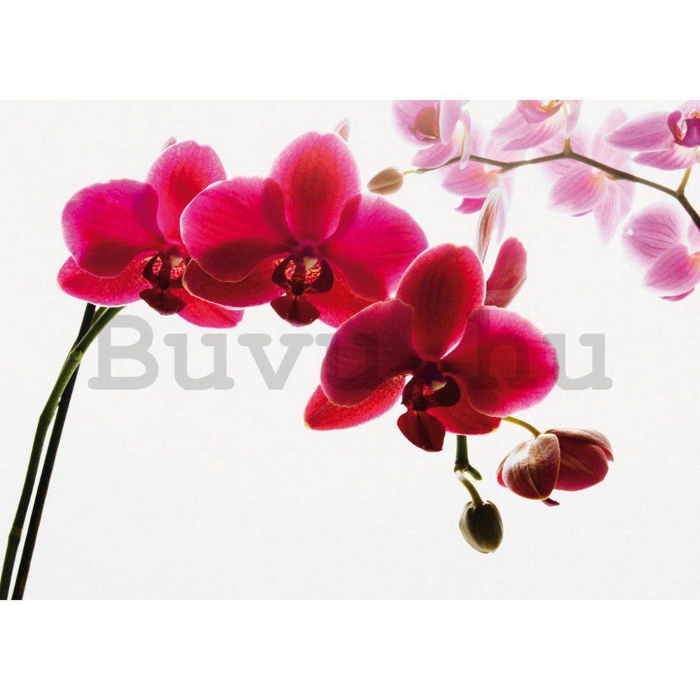 Fotótapéta: Piros orchidea - 232x315 cm