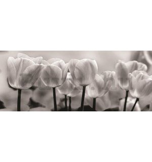 Fotótapéta: Fehér és fekete tulipánok - 104x250 cm
