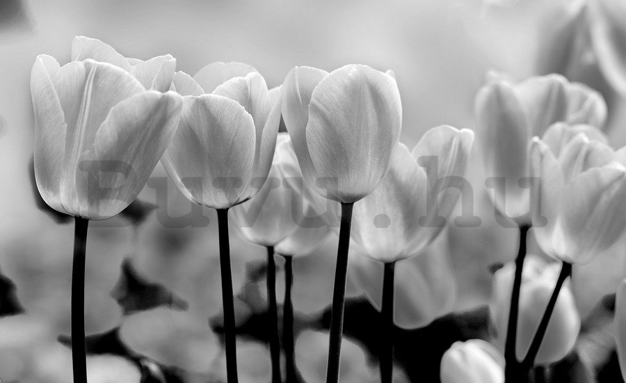 Vlies fotótapéta: Fehér és fekete tulipánok - 184x254 cm