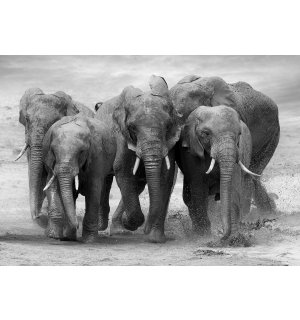 Vlies fotótapéta: Elefántok - 254x368 cm