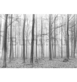 Vlies fotótapéta: Ködbe borult erdő (2) - 254x368 cm