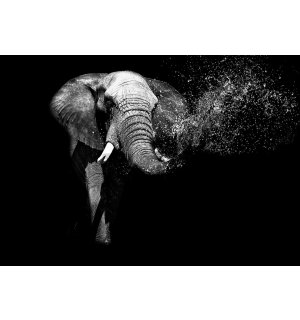 Vlies fotótapéta: Fekete-fehér elefánt - 254x368 cm