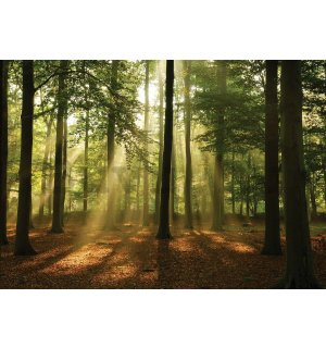 Vlies fotótapéta: Napfény az erdőben (4) - 184x254 cm