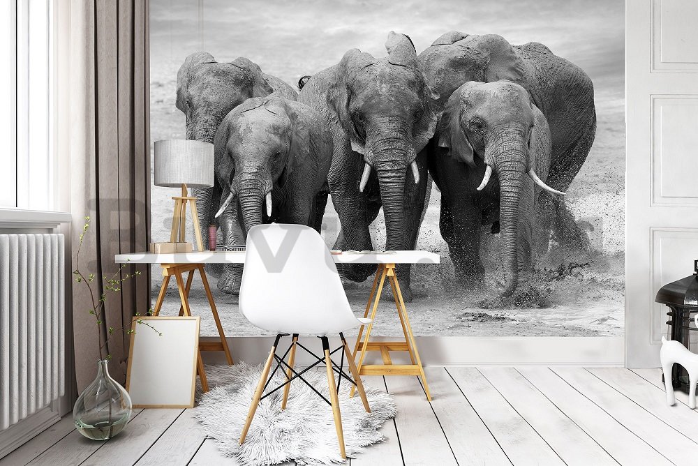 Vlies fotótapéta: Elefántok - 184x254 cm