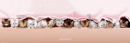 Plakát - Kittens