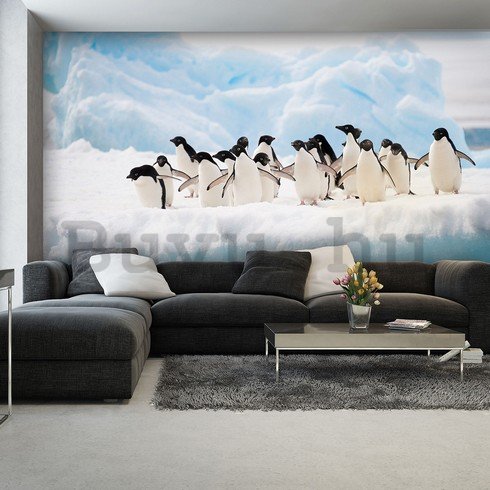 Fotótapéta: Pingvinek - 184x254 cm