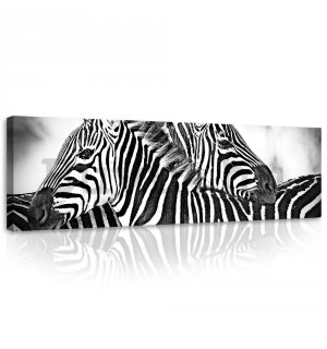 Vászonkép: Zebra (1) - 145x45 cm