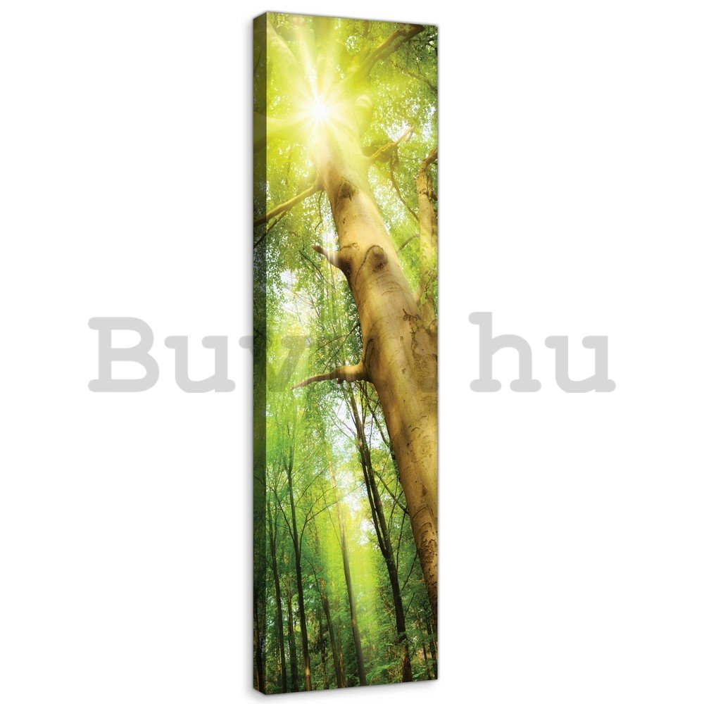 Vászonkép: Napfény az erdőben (1) - 145x45 cm