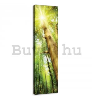 Vászonkép: Napfény az erdőben (1) - 145x45 cm