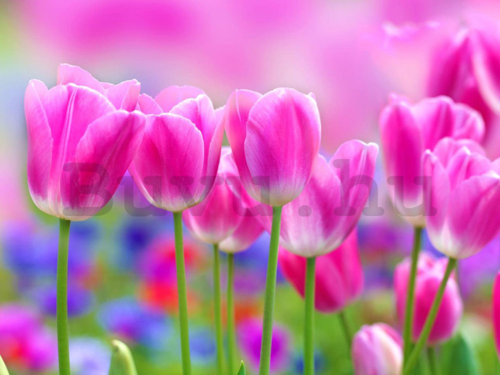 Fotótapéta: Lila tulipánok - 254x368 cm