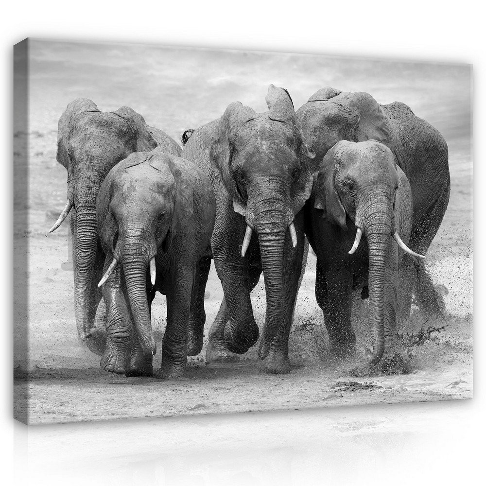 Vászonkép: Elefántok - 75x100 cm