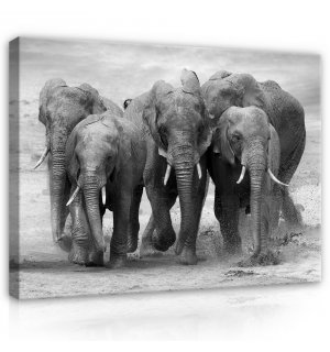 Vászonkép: Elefántok - 75x100 cm