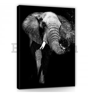 Vászonkép: Fekete-fehér elefánt - 100x75 cm