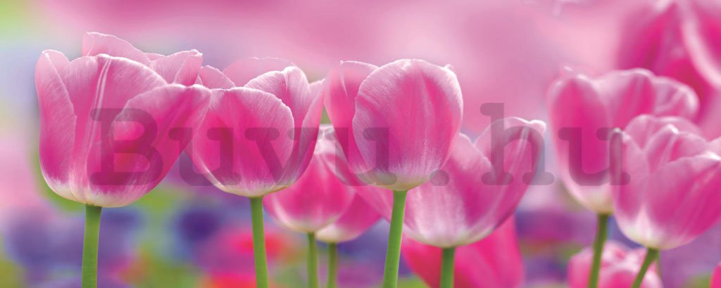 Fotótapéta: Lila tulipánok - 104x250 cm