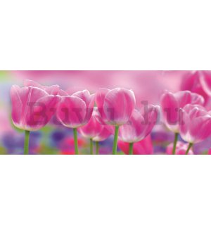 Fotótapéta: Lila tulipánok - 104x250 cm