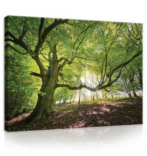 Vászonkép: Napfény az erdőben (5) - 75x100 cm