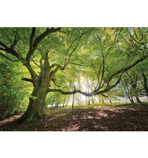 Vlies fotótapéta: Napfény az erdőben (5) - 254x368 cm
