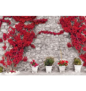 Vlies fotótapéta: Piros virágos fal - 254x368 cm