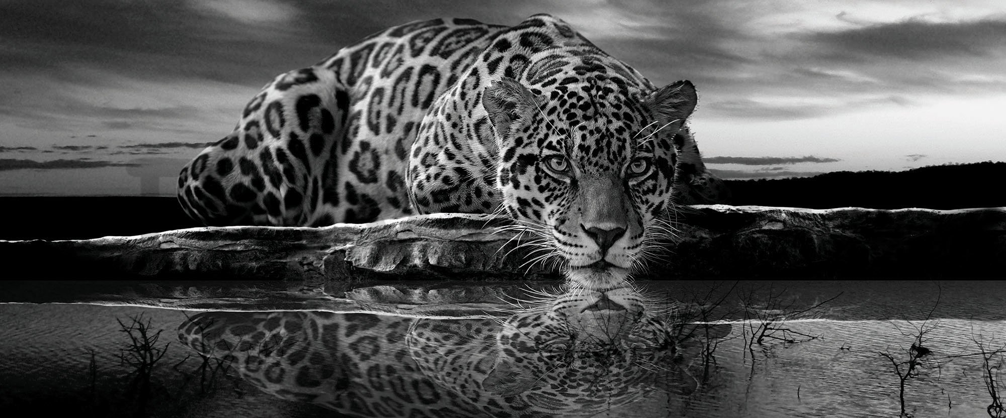 Fotótapéta: Jaguár (fekete-fehér) - 104x250 cm