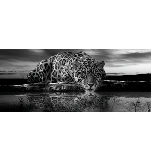 Fotótapéta: Jaguár (fekete-fehér) - 104x250 cm