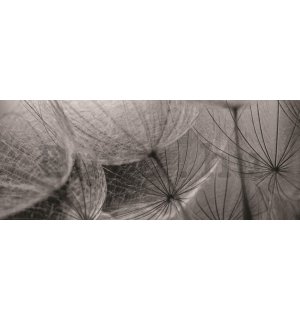 Fotótapéta: Gyermekláncfű (fekete-fehér részlet) - 104x250 cm