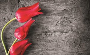 Fotótapéta: Piros tulipánok - 254x368 cm