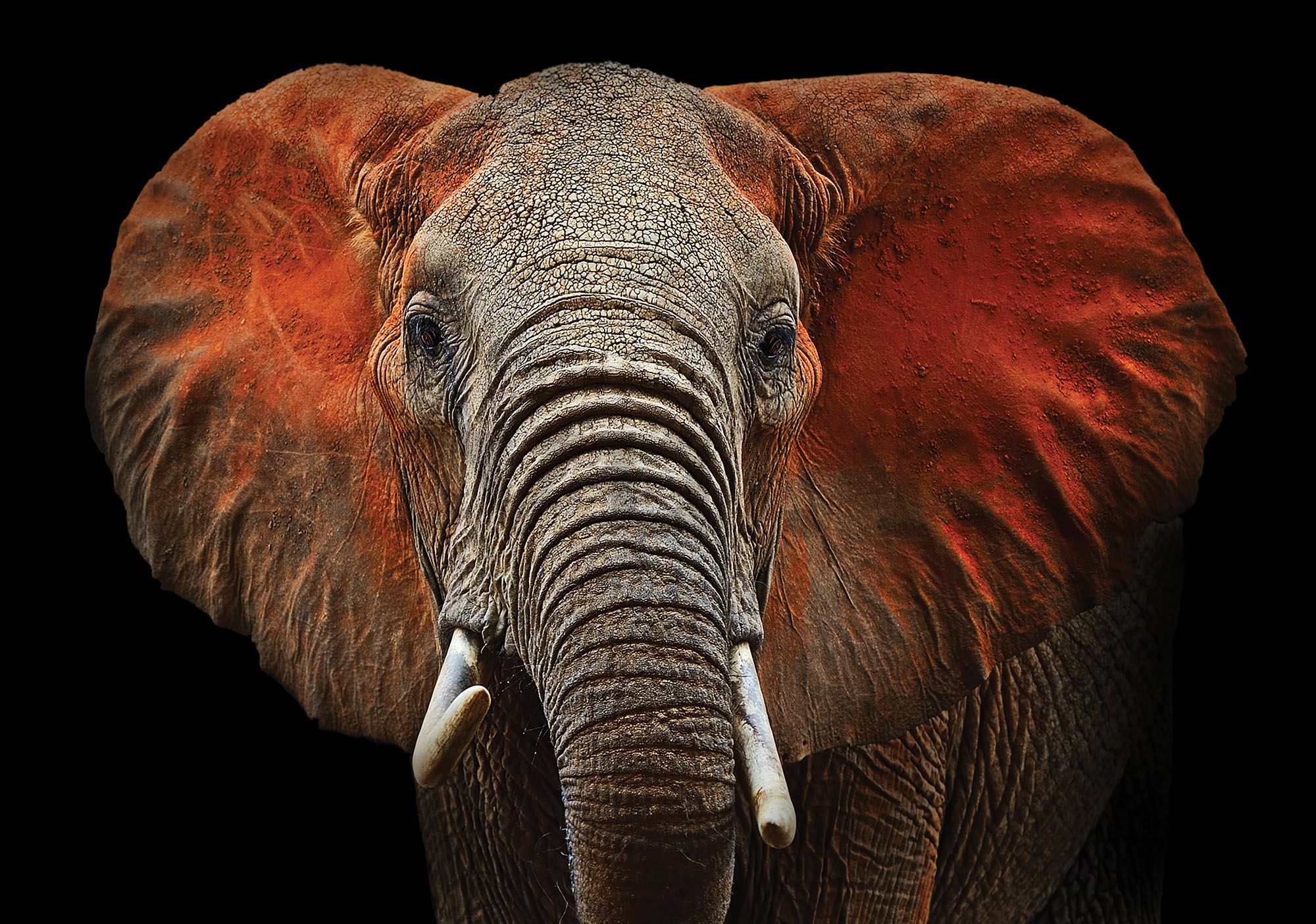 Fotótapéta: Elefánt (részlet) - 184x254 cm