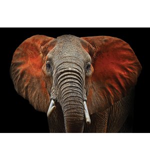Vlies fotótapéta: Elefánt (részlet) - 104x152,5 cm