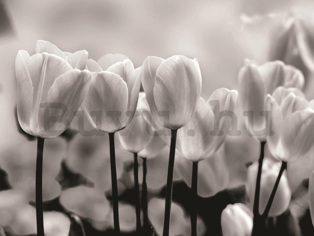 Fotótapéta: Fehér és fekete tulipánok - 184x254 cm